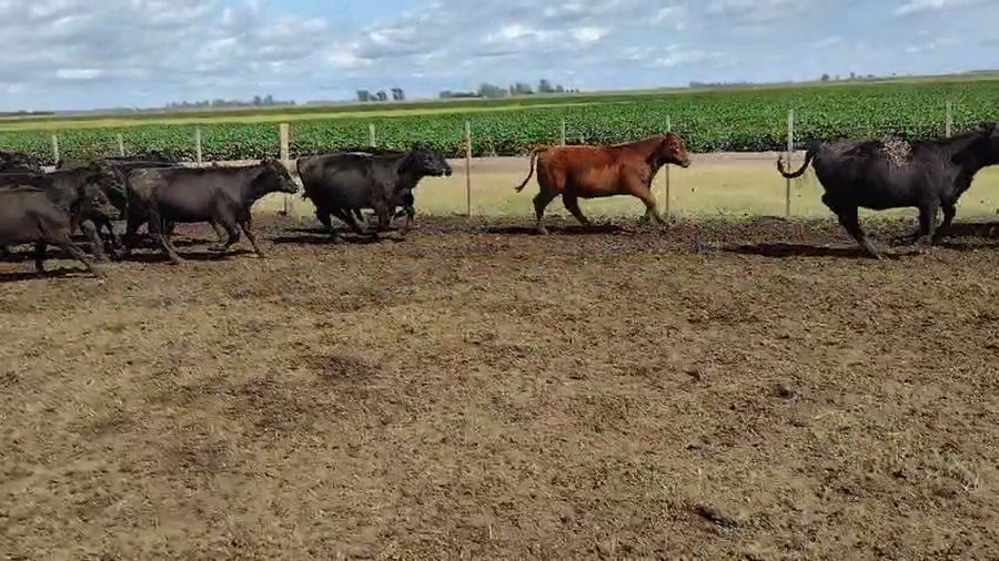 Lote 63 Terneras en Pirovano