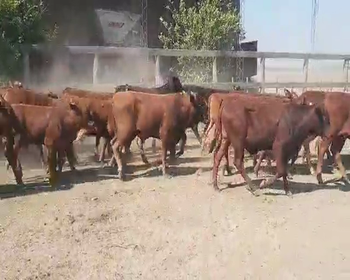 Lote 60 Terneros/as en Quimilí, Santiago del Estero