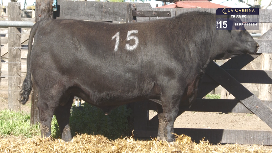 Lote TOROS ANGUS PURO CONTROLADO