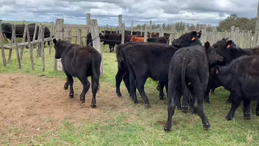 Lote 14 Terneros en Tupambaé, Cerro Largo