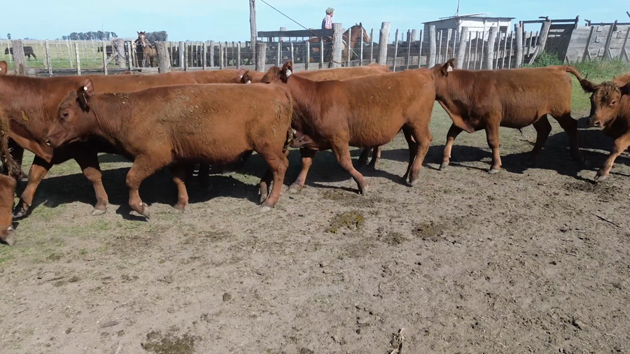 Lote 105 Novillitos
