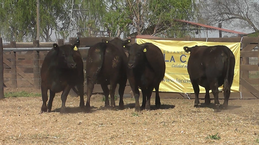 Lote VAQ.  ANGUS NEGRAS PC PREÑADAS PARICION PRIMAVERA