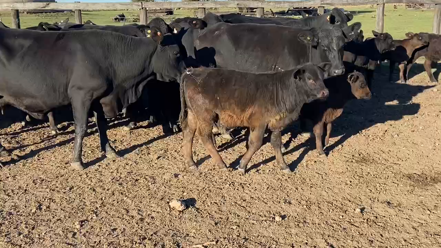 Lote 17 Vacas nuevas C/ cria en Durazno, Entre Ríos