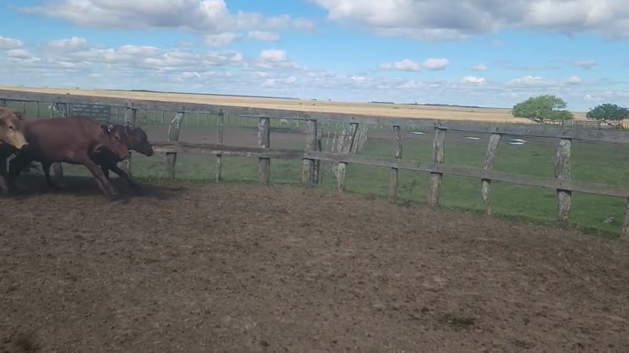 Lote 82 Vaquillonas