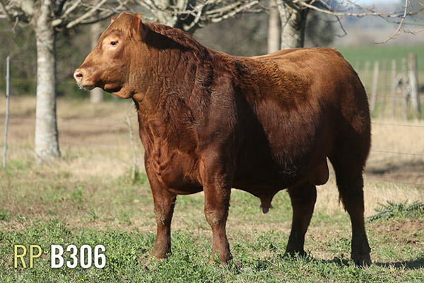 Lote 3 TOROS PUROS DE PEDIGREE