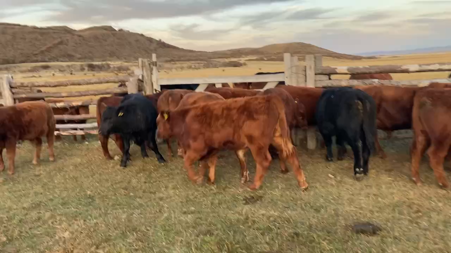 Lote 20 Ternero en Coyhaique, XI Región Aysén