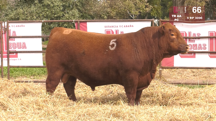 Lote TOROS ANGUS COLORADOS  PC