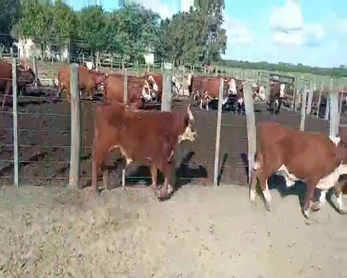 Lote 70 Terneros/as en Calchaquí, Santa Fe