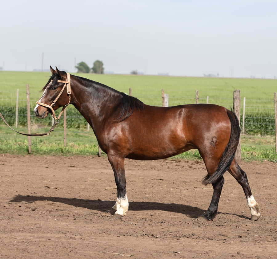 Lote LA RAQUEL CHASCA