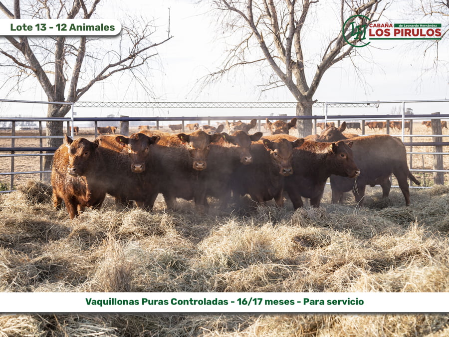 Lote VAQUILLONAS PURAS CONTROLADAS