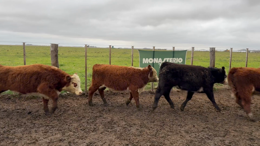 Lote 55 Terneros en Coronel Dorrego