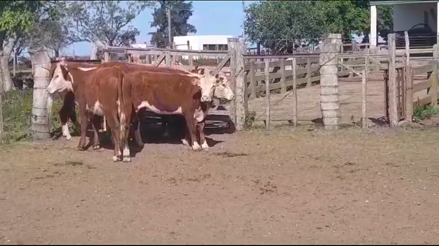 Lote 5 Vaquillonas 1 a 2 años HEREFORD a remate en Remate Presencial en OMBUES DE LAVALLE