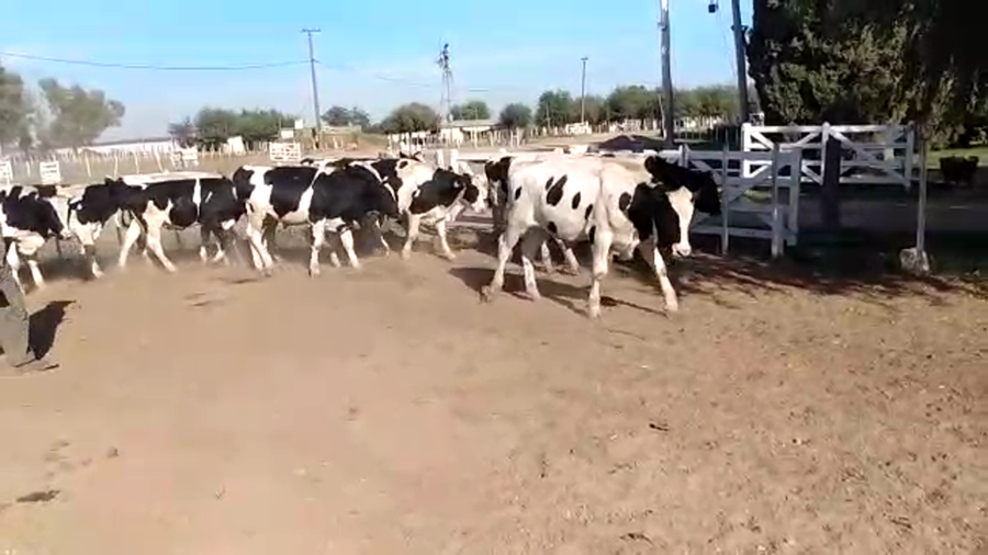 Lote 28 Novillos en Lobos, Buenos Aires