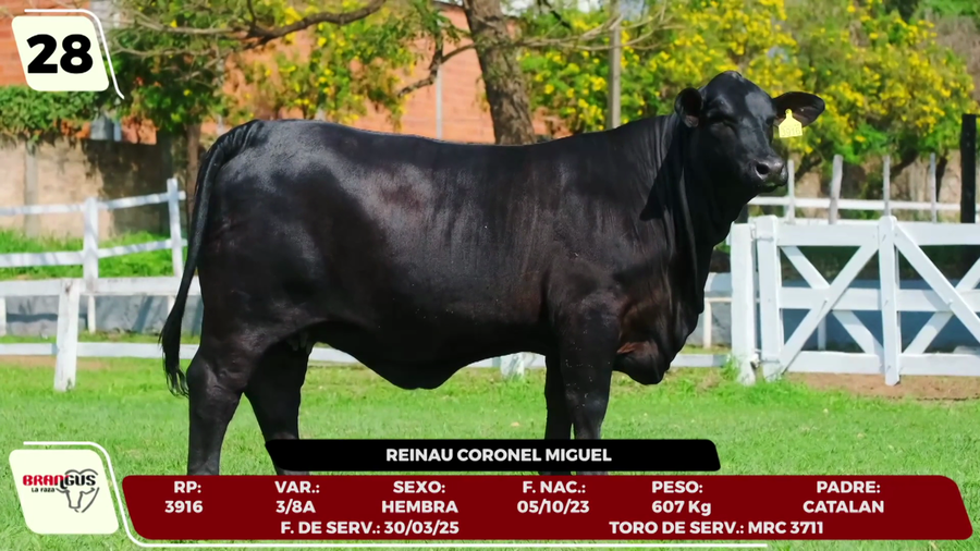 Lote LOTE 28 - CAMPO