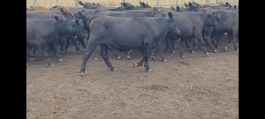 Lote 59 Novillitos en Villaguay, Entre Ríos