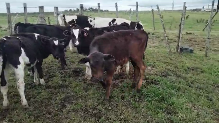 Lote 7 Terneros a remate en Pantalla Aniversario - Escritorio Camy, San José