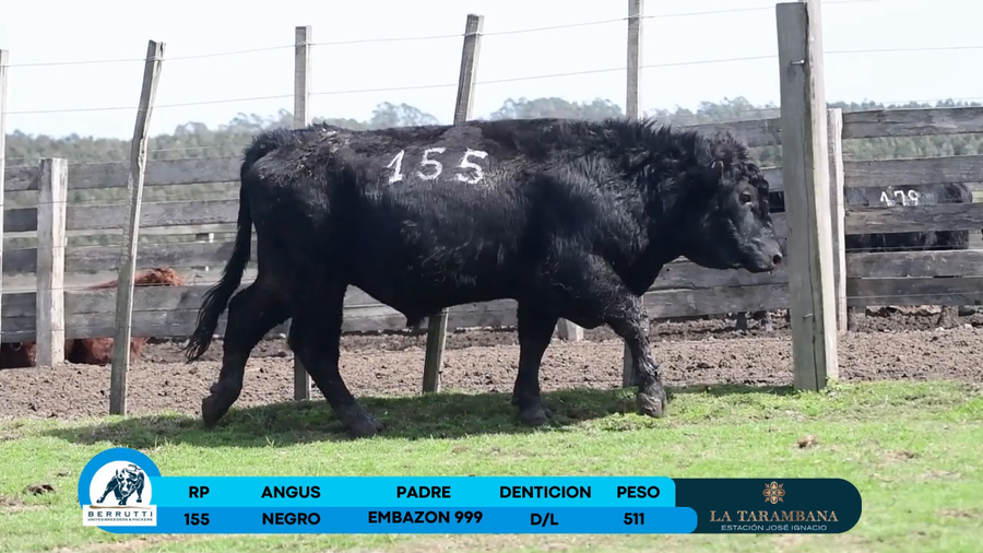 Lote Toro