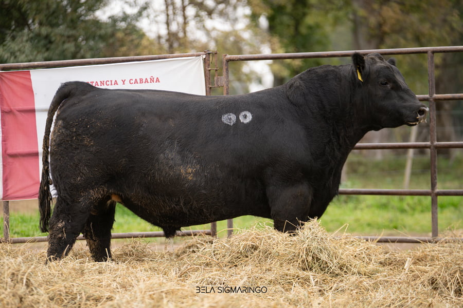 Lote TOROS ANGUS  PP