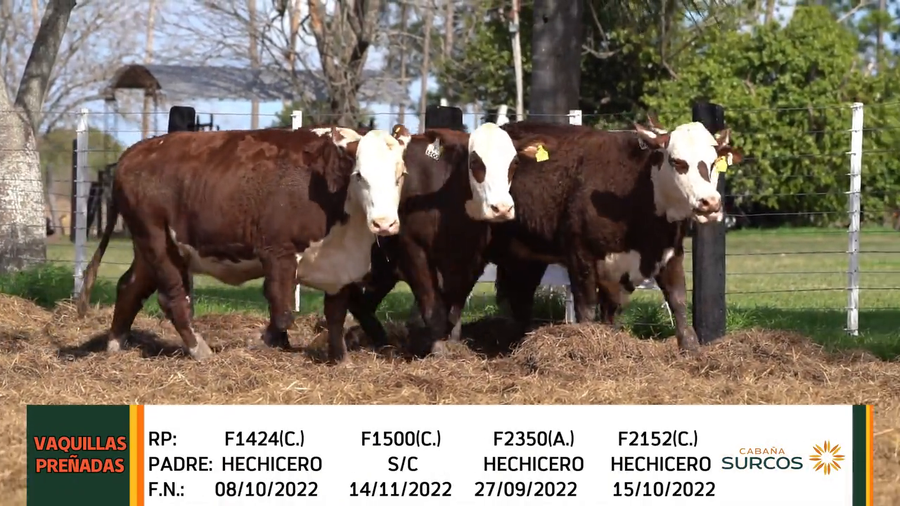 Lote VAQUILLAS PREÑADAS BRAFORD