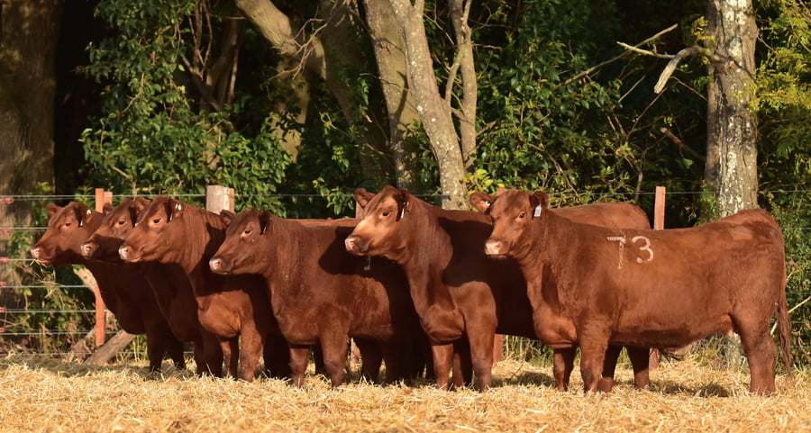 Lote VAQUILLONAS ANGUS PC PRIMAVERA