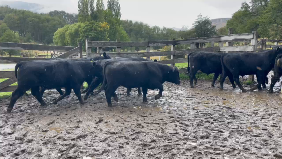Lote 42 Novillo Engorda en Coyhaique, XI Región Aysén