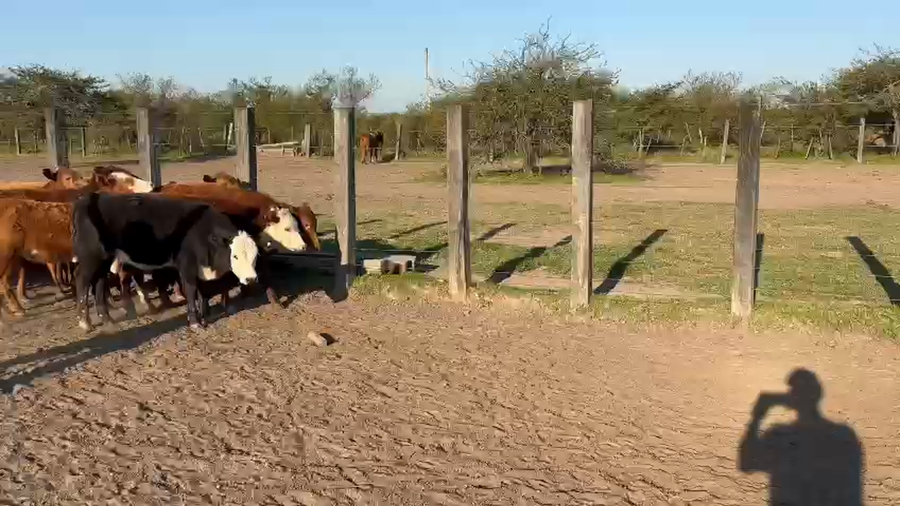 Lote 25 Terneras en Corrientes, Mercedes