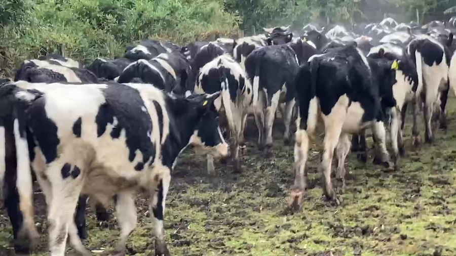 Lote 60 Novillo Engorda en Osorno, X Región Los Lagos