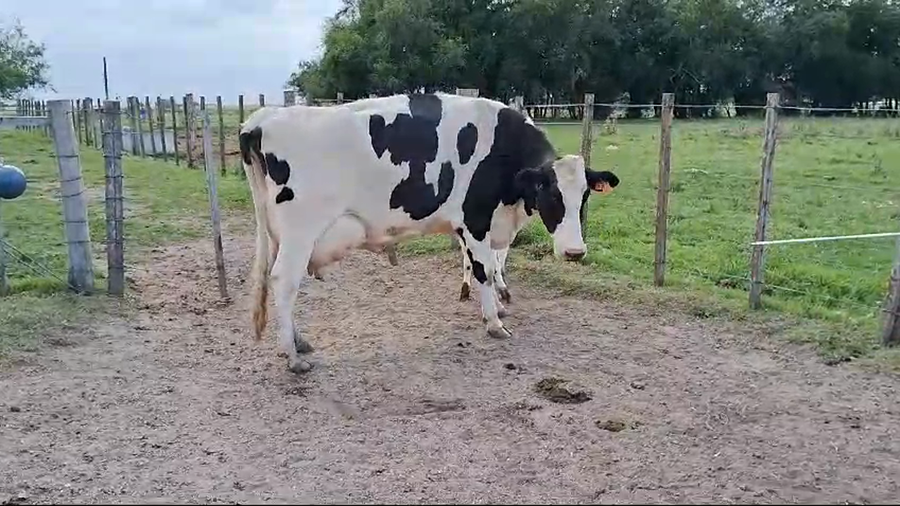 Lote Vacas de Invernada Holando a remate en Pantalla Camy 500kg -  en Rincon de la Torre