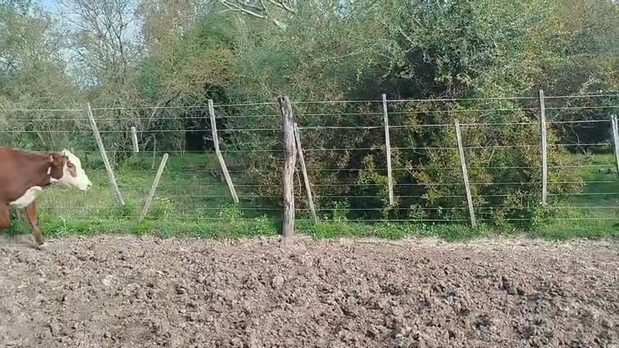 Lote 30 Novillitos y vaquillonas