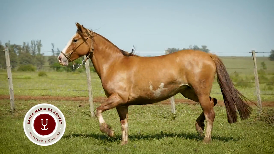 Lote DEL SILENCIO LLUVIA