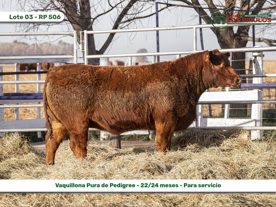 Lote VAQUILLONAS PURAS DE PEDIGREE