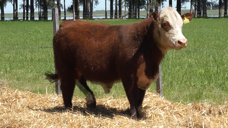 Lote 5 Toros a remate en 22º Remate Anual La Magdalena, Salto