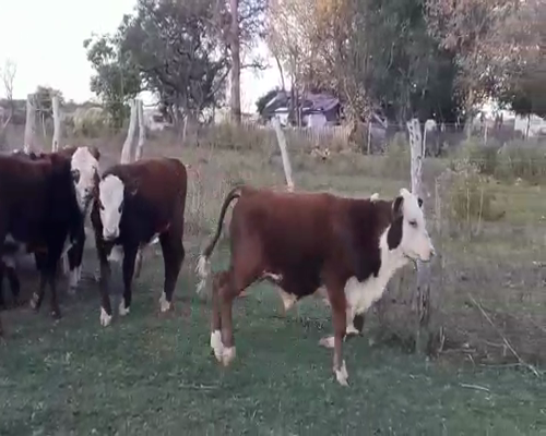 Lote 75 Terneros/as en Villaguay, Entre Ríos