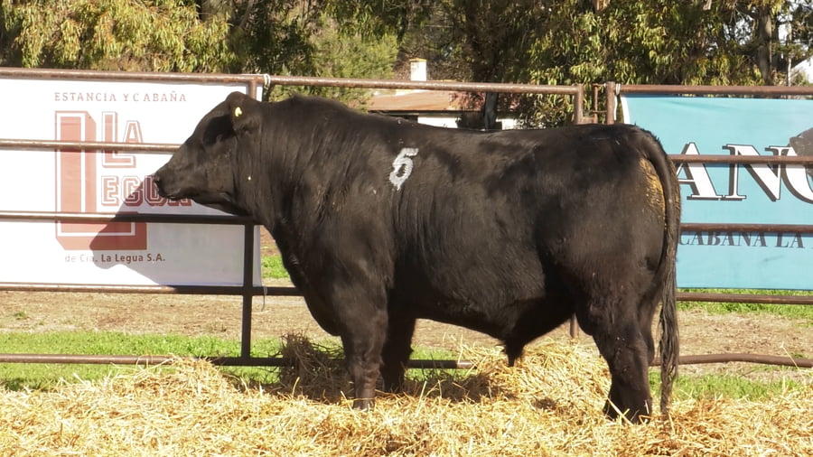 Lote TOROS ANGUS NEGROS PC
