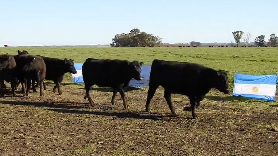 Lote 15 VAQUILLONAS ANGUS MAS