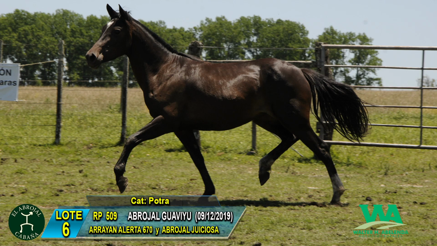 Lote ABROJAL GUAVIYU