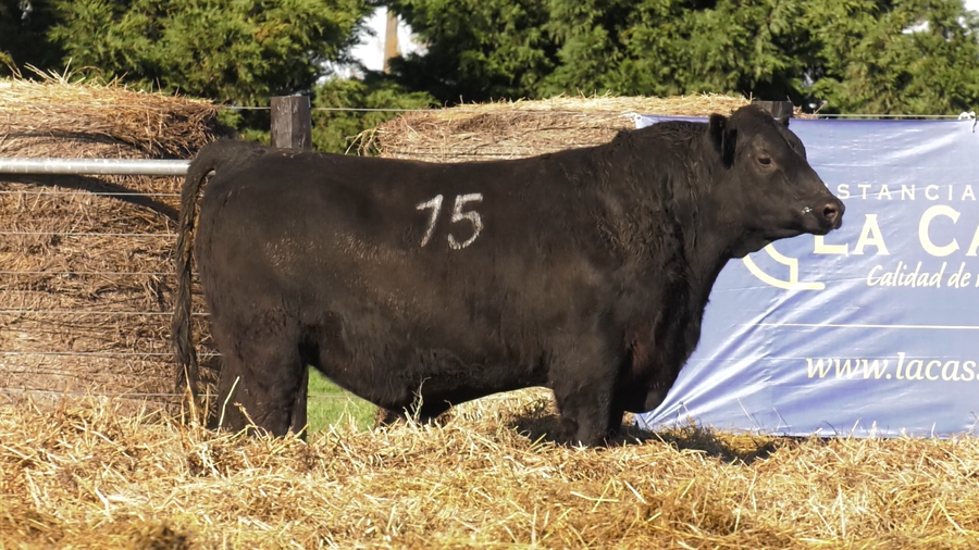Lote TOROS ANGUS PURO CONTROLADO