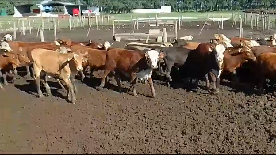 Lote 100 Terneros/as en Calchaquí, Santa Fe