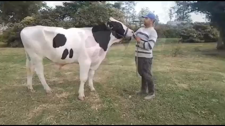 Lote Don Francisco - Toro RP 5384