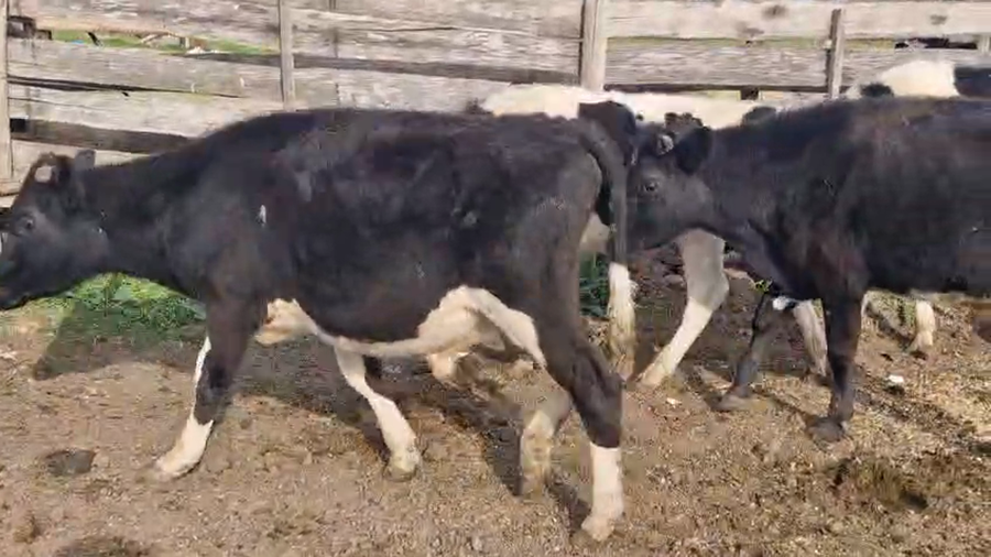 Lote 10 Terneros a remate en Pantalla Aniversario - Escritorio Camy, San José