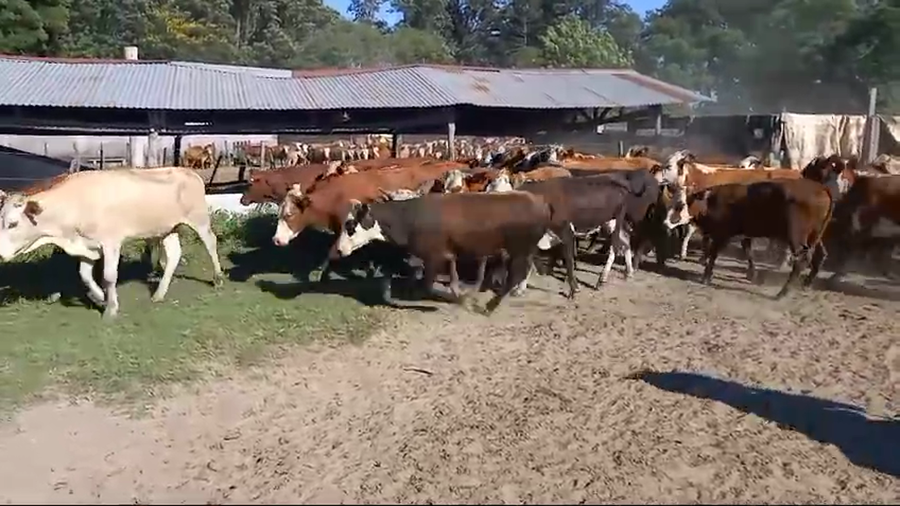 Lote 70 Terneros en Santa Lucía, Corrientes
