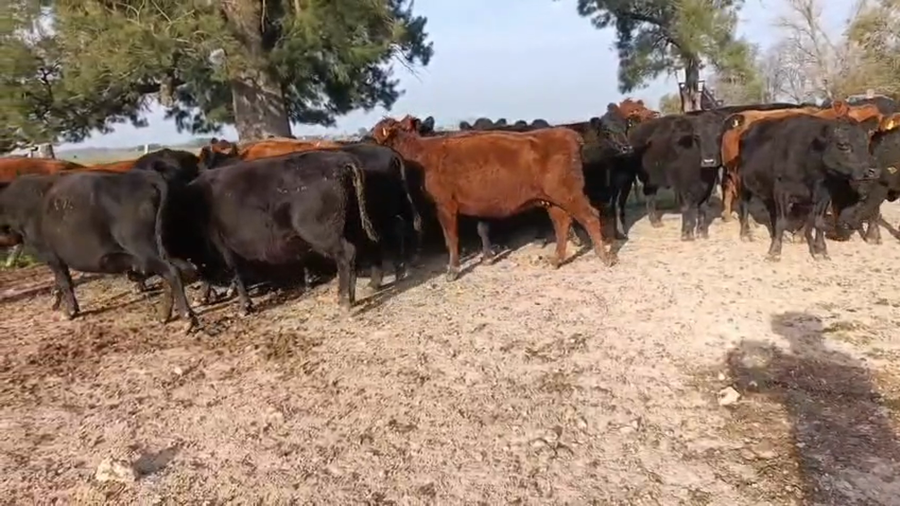 Lote 25 Vacas CUT preñadas