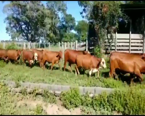 Lote 60 Novillitos en Ituzaingó, Corrientes