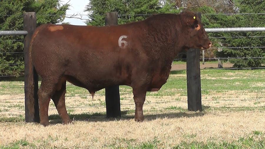Lote TOROS ANGUS PC
