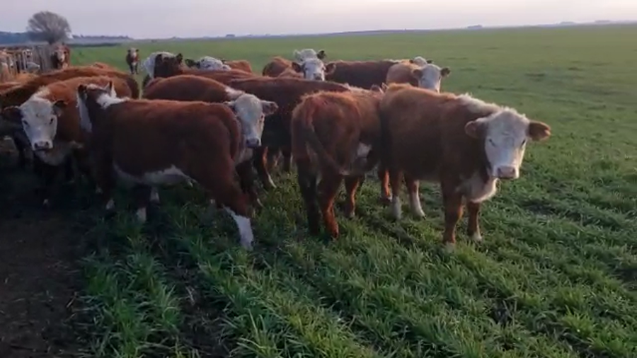 Lote Don Carlos de El Baqueano S.A. Terneras - Destete otoño 2022