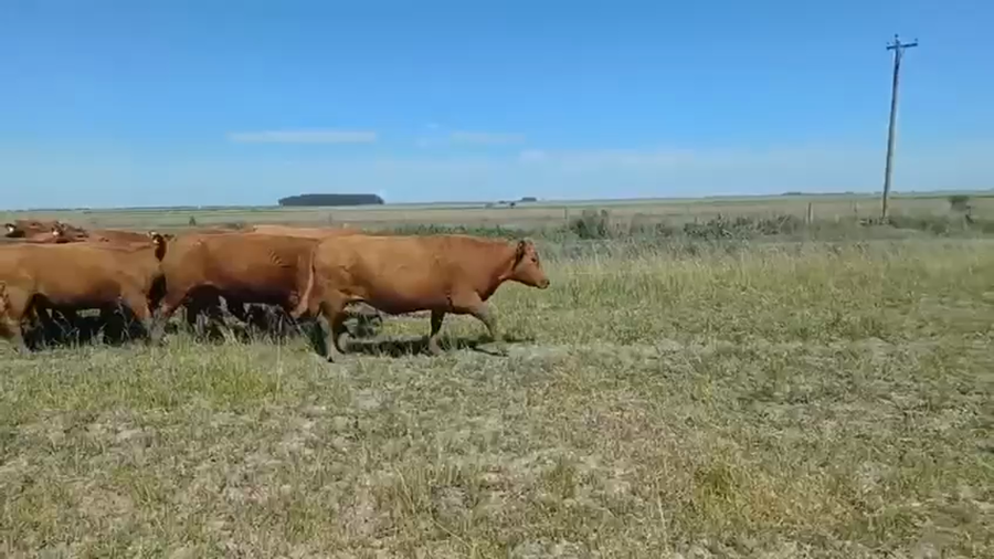 Lote 32 Vacas nuevas C/ gtia de preñez