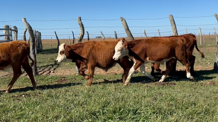 Lote 43 Terneros/as en Corrientes, Mercedes