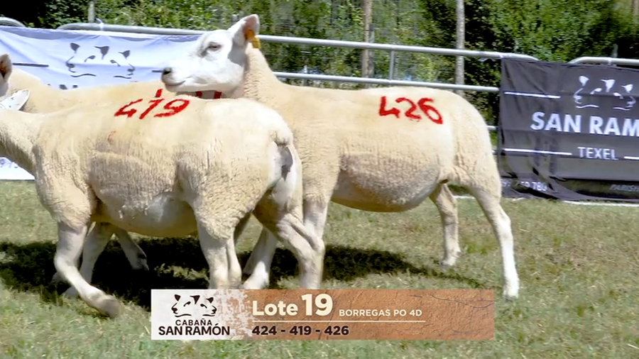 Lote Lote 19