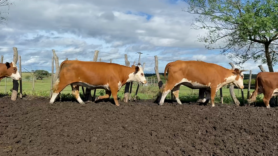 Lote 47 Vacas de invernar