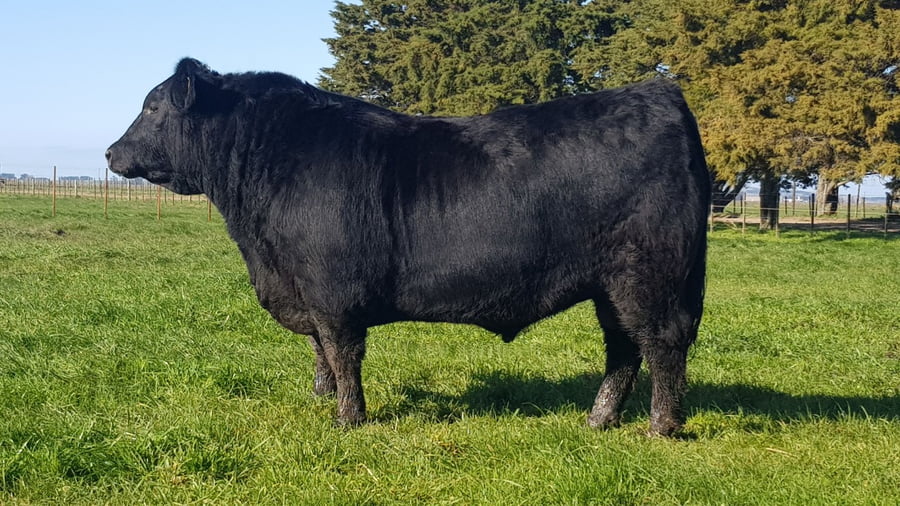 Lote TORO PP ANGUS "INAMBÚ"